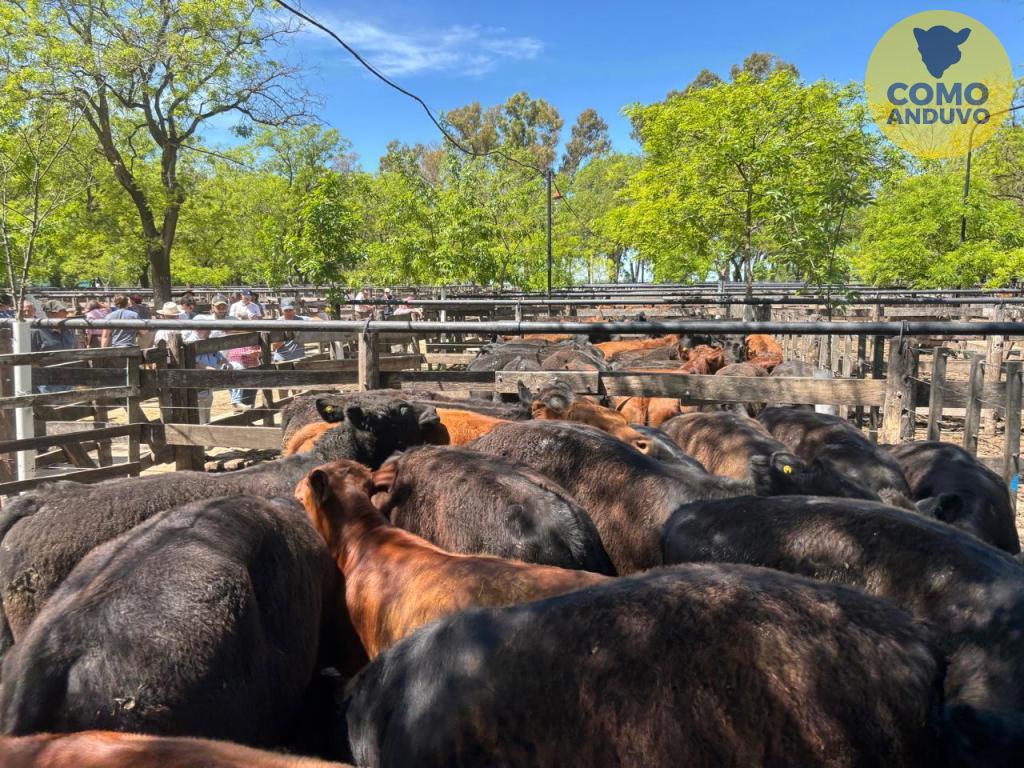 Néstor I. Goenaga y Cía 